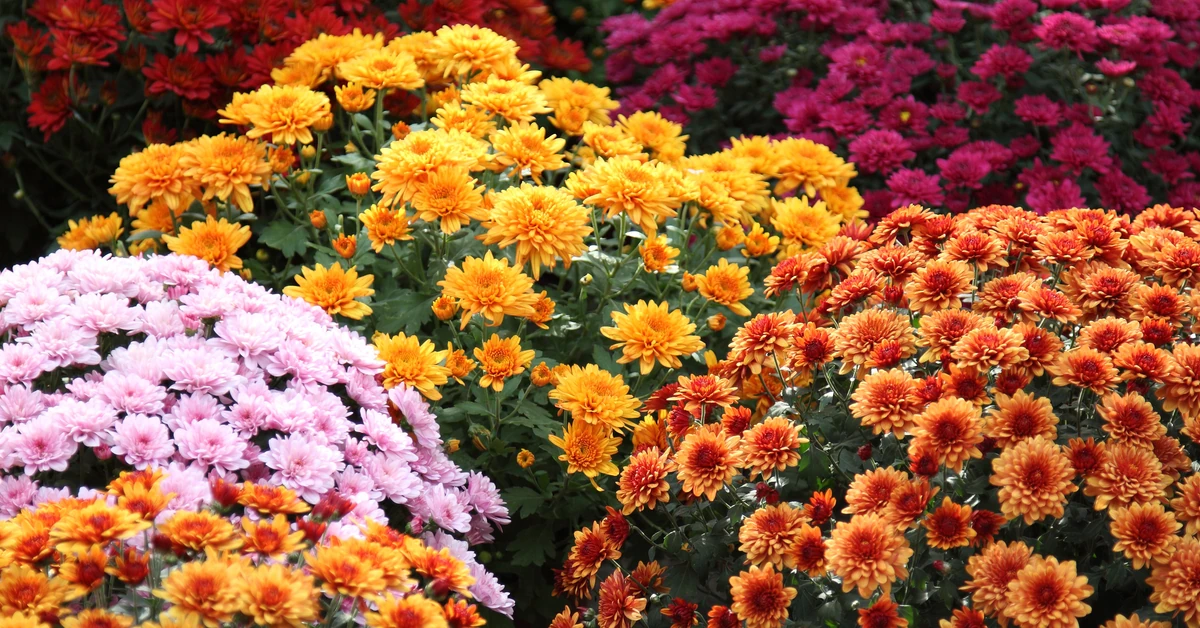 Zalej wodą te trzy składniki. Chryzantemy będą zachwycać wyglądem tygodniami