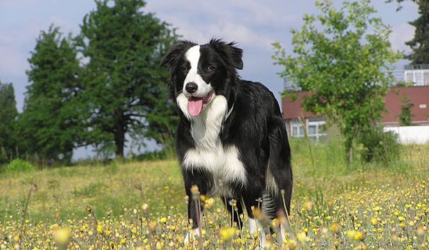 psi02 border koli foto Wikipedia Lenkahol
