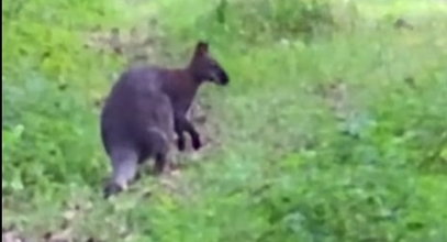 Gdzie jest Luluś? Pani Honorata szuka swojego kangurka