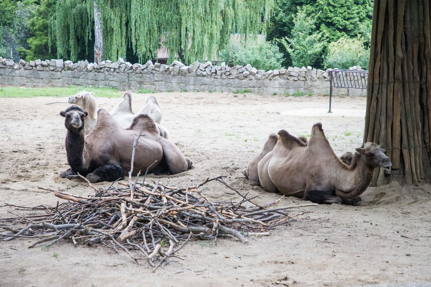 Odwiedź krakowskie zoo