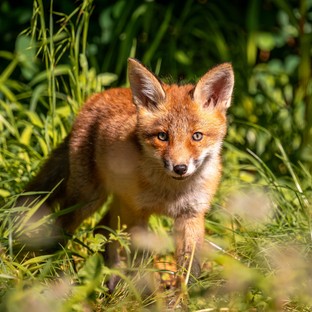 Figyeljen a kutyájára, mert októberben indul a rókák veszettség elleni vakcinázása!