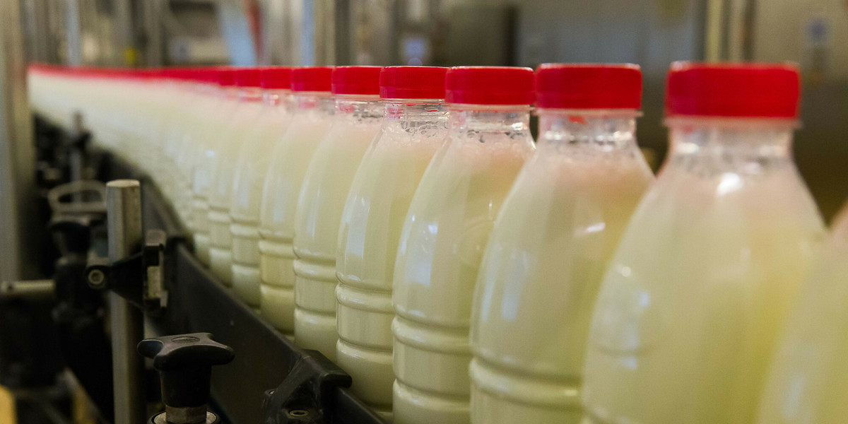 Ceny skupu mleka były w Polsce jednymi z najwyższych na świecie. Teraz będą spadać, ale to wcale nie znaczy, że w sklepach zapłacimy mniej.