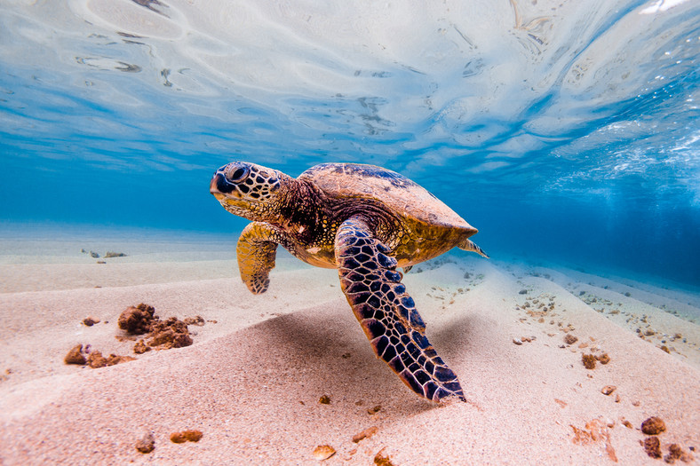 Zagrożony gatunek żółwia morskiego, wody Pacyfiku, Hawaje, Stany Zjednoczone