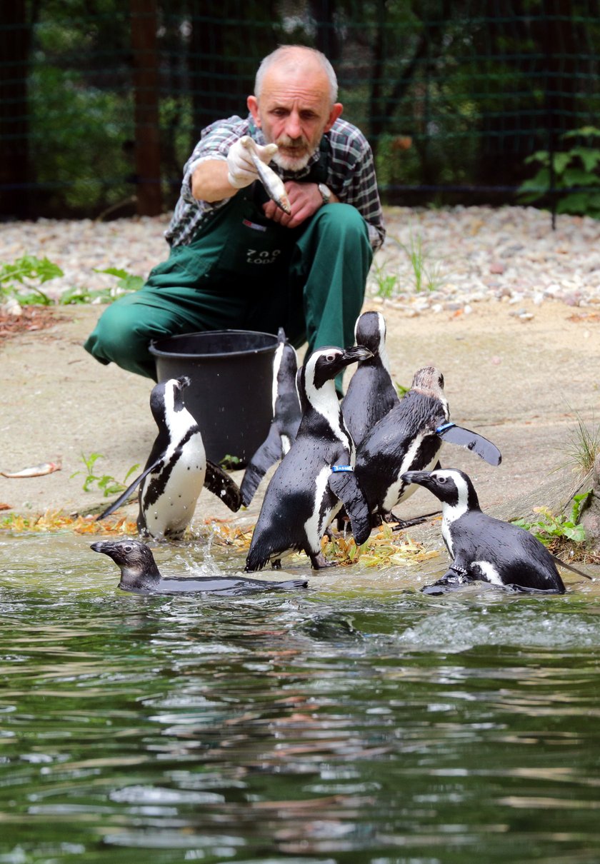 Pokazowe karmienie pingwinów w łódzkim ZOO