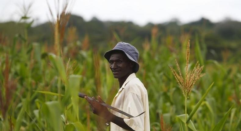 A farmer walks through his field of maize during a visit by a home-based care team in Chikonga village, close to the town of Chikuni in the south of Zambia February 21, 2015. T REUTERS/Darrin Zammit Lupi