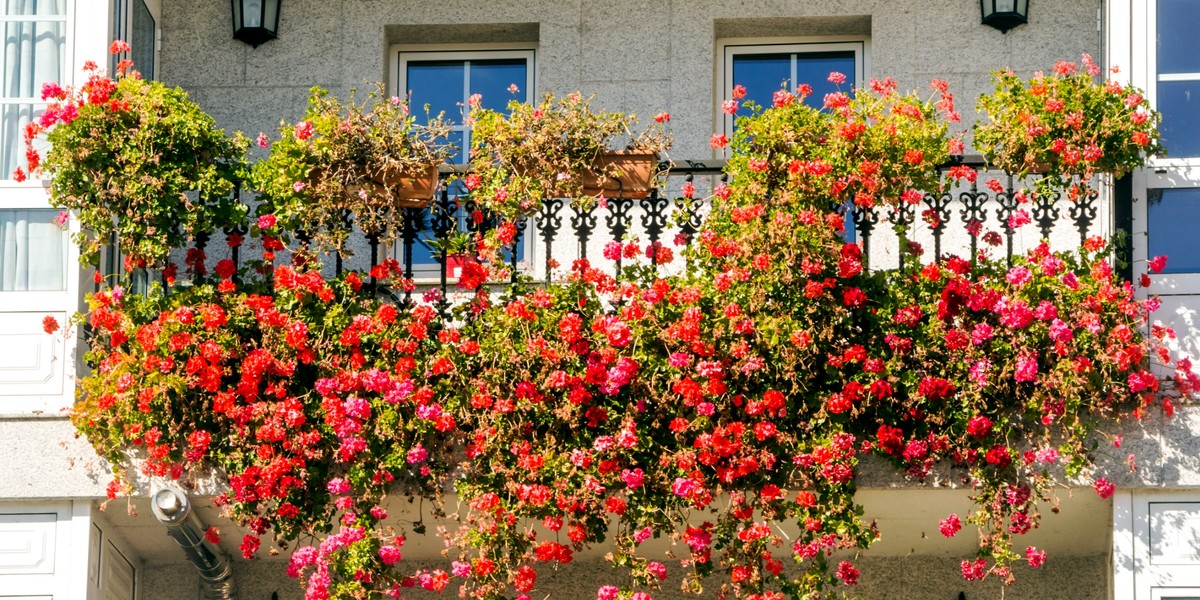 Pelargonie są zdrowie i nadają się do jedzenia.