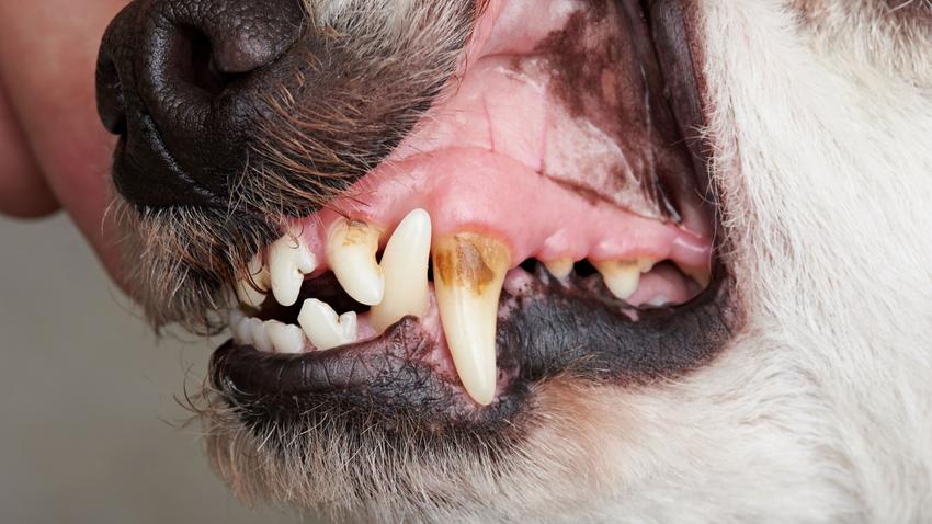 kutya macska fogkő szájszag elszíneződés állatorvos