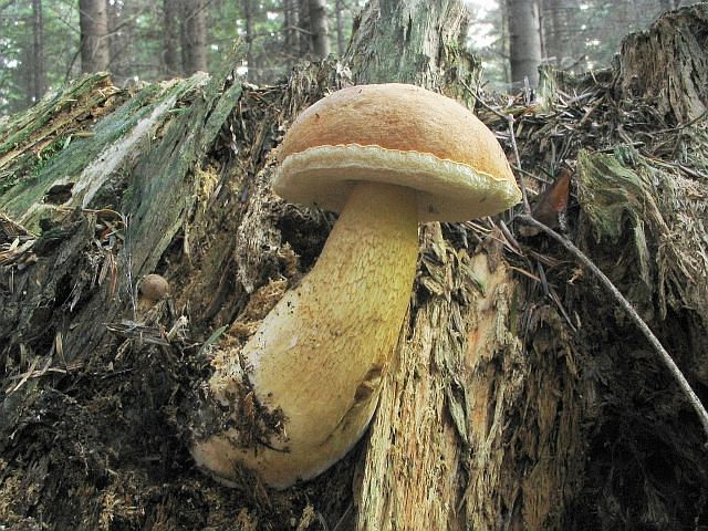 Желчный гриб какой. Горчак, ложный белый гриб. Ложный Боровик, желчный гриб. Желчный гриб бело окантованный. Желчный гриб переросток.