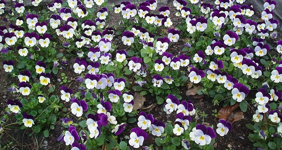 Viola tricolor