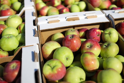Dziś światowy dzień jabłka. Polska jest największym producentem tych owoców w Europie