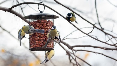 Dokarmiaj ptaki najlepiej, jak potrafisz. Co 5. osoba chce dobrze, ale robi błędy