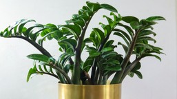 wsyp to do doniczki i wymieszaj z ziemią. zamiokulkas przestanie żółknąć i wypuści dużo nowych liści, nawet zimą domowy sposób na pielęgnację zamiokulasa