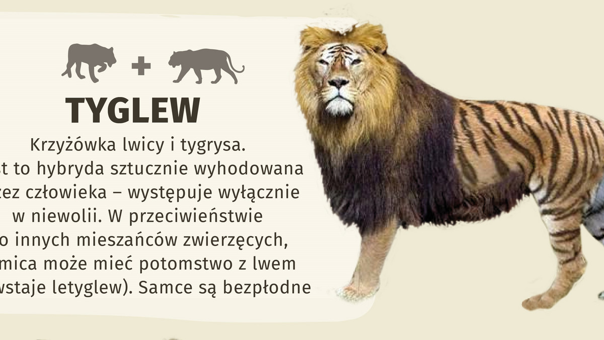 Muł, zebryna, lygrys, żubroń - to tylko niektóre hybrydy w świecie zwierząt. Hybrydą (in. krzyżówką, mieszańcem) określamy osobnika, który powstał w wyniku skrzyżowania dwóch zwierząt należących do innych ras, odmian, podgatunków, gatunków lub rodzajów. Zobaczcie kilka przykładów w naszej infografice.