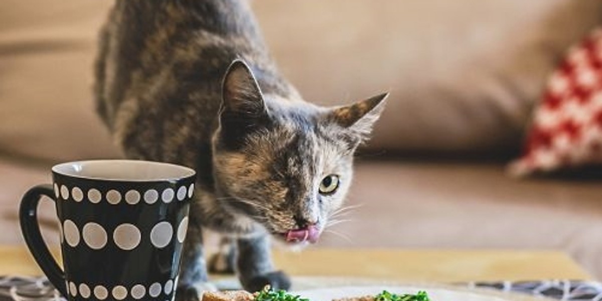 Polka fotografuje okaleczone koty i podbija internet