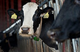 Ubój rytualny może wrócić do Sejmu