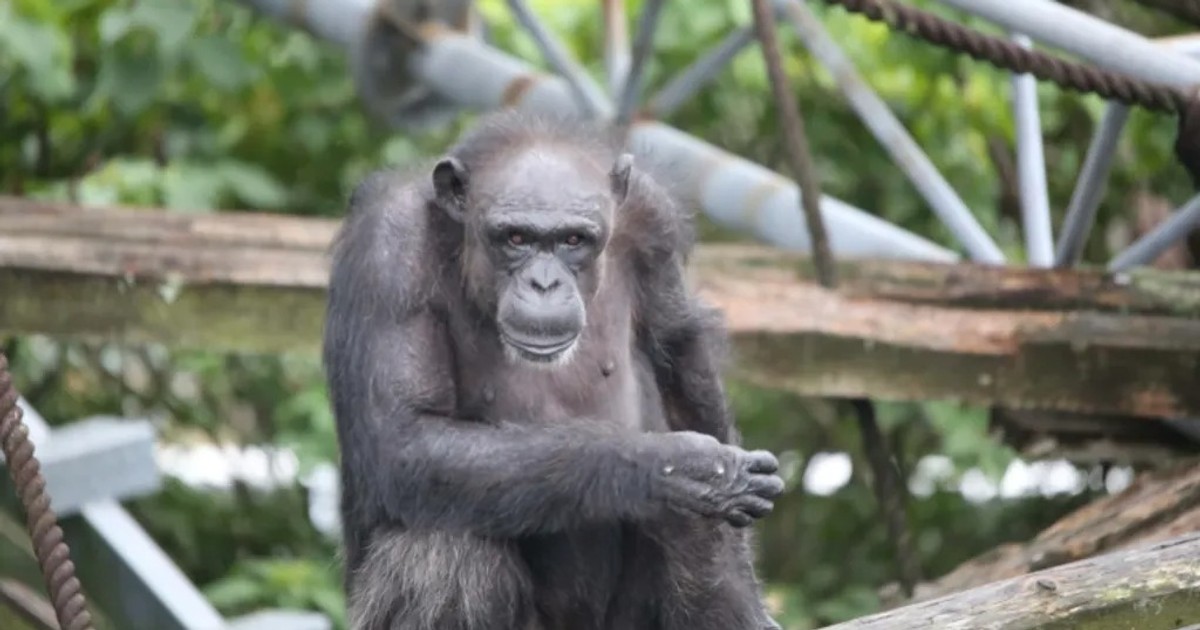 Umiała liczyć i malować. Nie żyje małpa-geniusz, która zrewolucjonizowała naukę