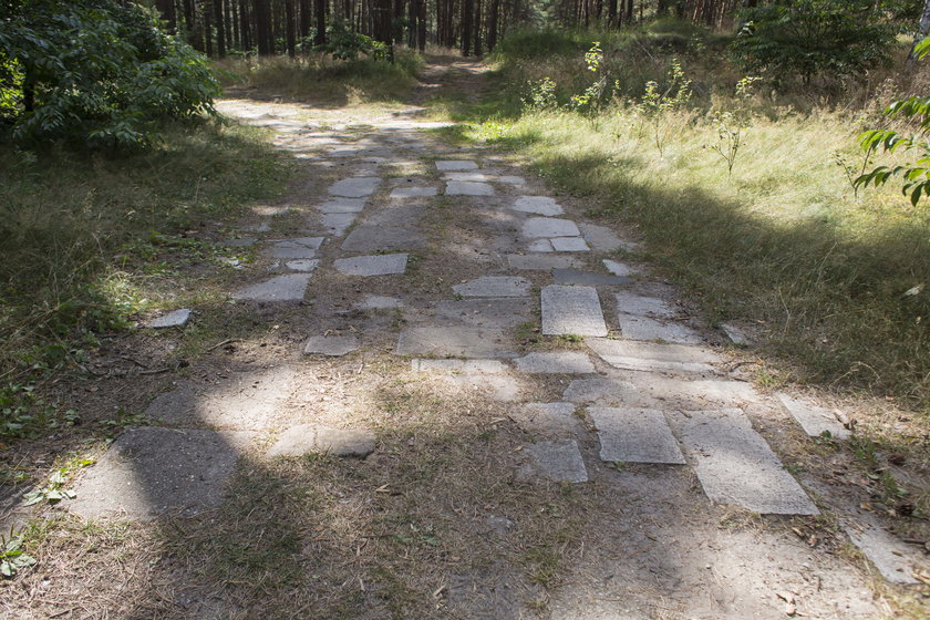 Płyty nagrobne na leśnej drodze