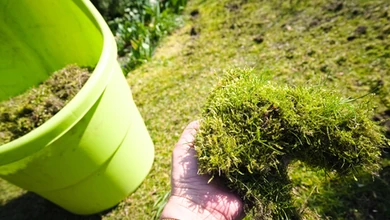 Rozsyp to na trawniku, mech nie będzie już Twoim problemem