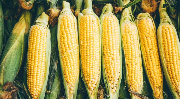 Mostantól ne dobd ki a kukorica bajuszát Fotó: Getty Images