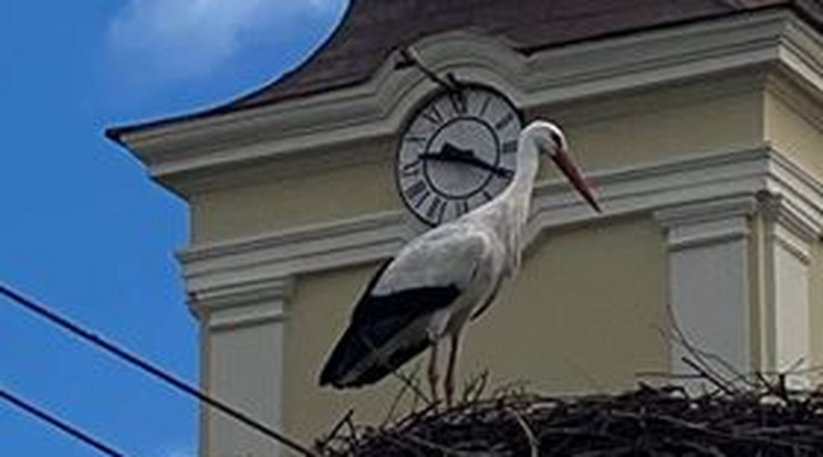 Megérkezett az első gólya Magyarországra 