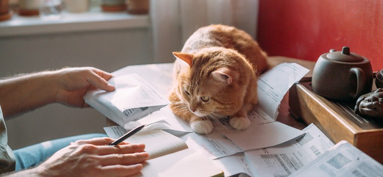 Podatek od kota 2025. Ile wynosi? Jak zapłacić podatek od kota? Kto jest zwolniony z opłacania podatku od kota? Ile wynosi kara za nieopłacenie podatku od kota?