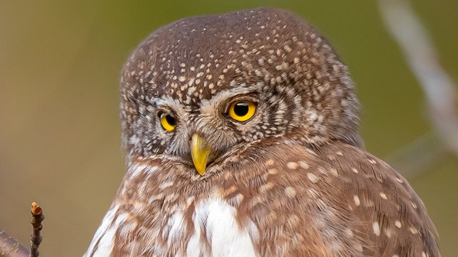 Sóweczka (Glaucidium passerinum)