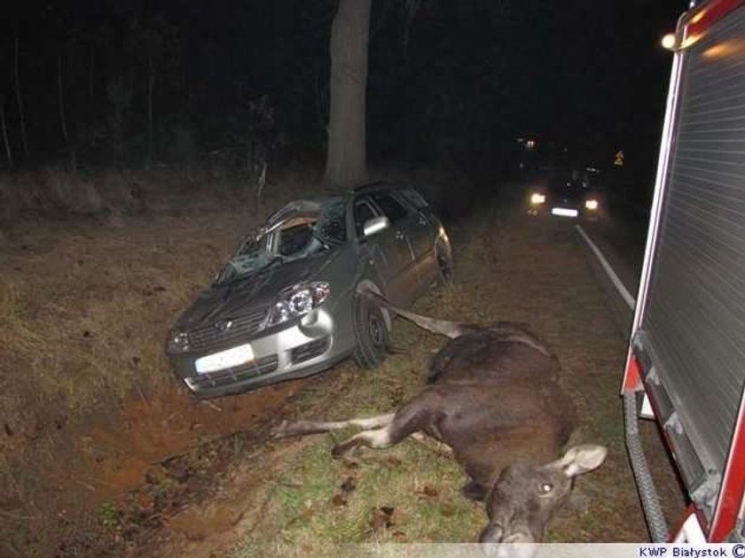 Straszne. Łoś pod kołami toyoty. Foty