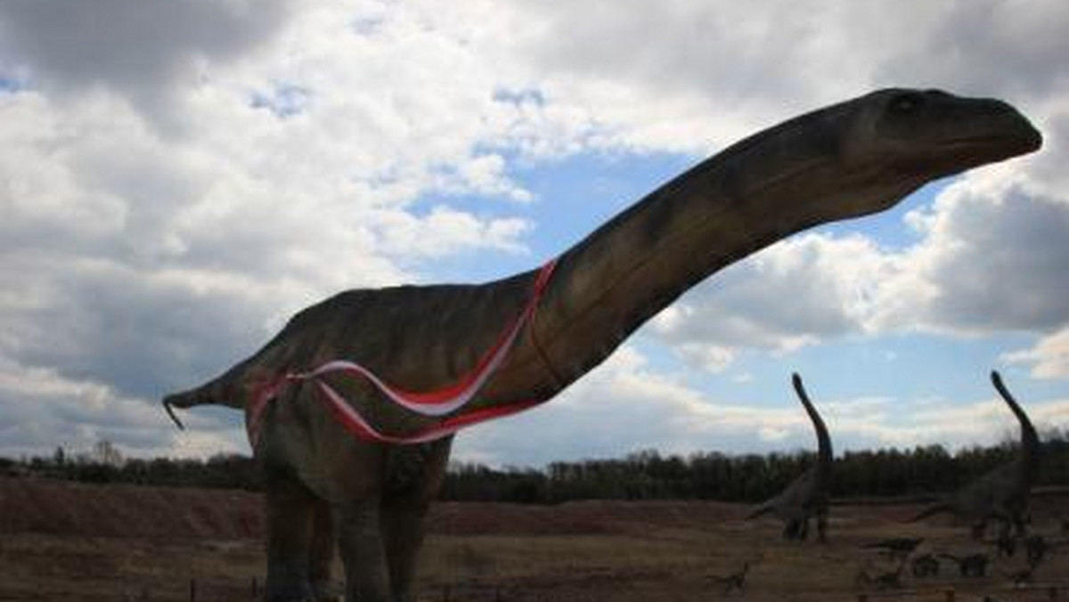 W krasiejowskim stanowisku paleontologicznym odkryto najstarszego i prawdopodobnie największego kibica polskiej reprezentacji. Amficelias, bo o nim mowa, ma 60 m długości, 12 m wysokości, prawie 150 milionów lat i…. 22-metrowy szalik polskiej reprezentacji.