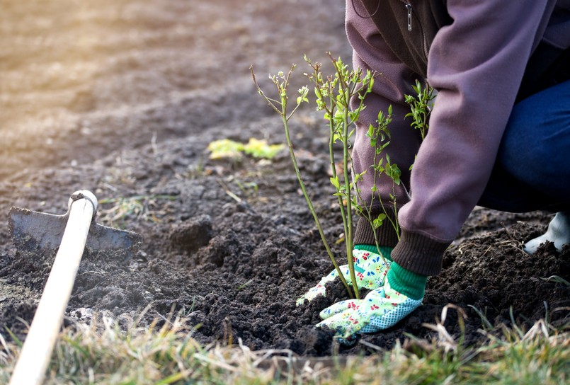 Borówka amerykańska sadzenie borówki amerykańskiej ogrodnik pole rola Planting,Blueberries,Bush,In,Early,Spring,Garden