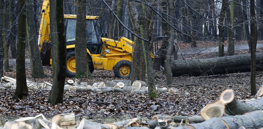 Ścinał drzewa w puszczy i zginął. Zabił go ciągnik