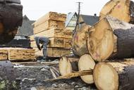 Unijne sankcje nieszczelne. Rosyjskie drewno nadal w Europie.