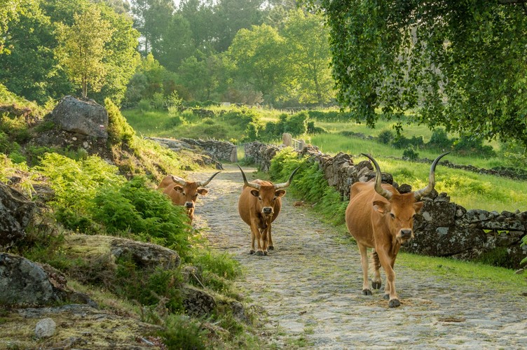 <strong>Park Narodowy Peneda-Gerês</strong>
<br></br>
Jeśli udamy się na północny wschód od Porto, dotrzemy do kolejnego magicznego zakątka Portugalii. Góry Serra da Peneda-Gerês to najbardziej wysunięty na północ obszar kraju. Na ich terenie znajduje się Park Narodowy Peneda-Gerês – rozciąga się od płaskowyżu Castro Laboreiro do płaskowyżu Mourela, obejmując pasma górskie Penedy, Soajo, Amarela i Gerês. 
<br></br>
– Park został ustanowiony dekretem w 1971 roku, w celu wzmocnienia i zachowania tutejszej przyrody dla celów edukacyjnych, naukowych i turystycznych. Działania ochronne przyniosły zamierzony rezultat, bowiem różnorodność biologiczna chronionego obszaru ma się dziś wyjątkowo dobrze. Co więcej można odwiedzać go przez cały rok – wyjaśnia przedstawiciel Rainbow.
<br></br>
Zwykły spacer po lesie Ramiscal, Albergaria, Cabril to naprawdę niepowtarzalne przeżycie, Przy odrobinie szczęścia można wypatrzeć orła przedniego lub chochoła pirenejskiego, ale wystarczy, jeżeli  skupimy się na krajobrazie. Podróżnych zachwycą też wodospady, które opadają kaskadowo, tworząc szereg naturalnych górskich basenów – znajdziemy je w pobliżu wioski Froufe. Można też wybrać jeden ze szlaków, prowadzących do pozostałości wspaniałych zamków, jak Castro Laboreiro i Lindoso, a także Mosteiro de Ermelo – XII-wieczny klasztor benedyktyński wybudowany na brzegu rzeki. Dzikie pomarańcze z okolicznych drzew są uważane za najsłodsze w Portugalii. Na terenie parku znajduje się również wspaniale zachowana rzymska droga, która kiedyś była używana przez legionistów, aby pokonać trasę z Bragi do Astorgi.
<br></br>
<a  href=