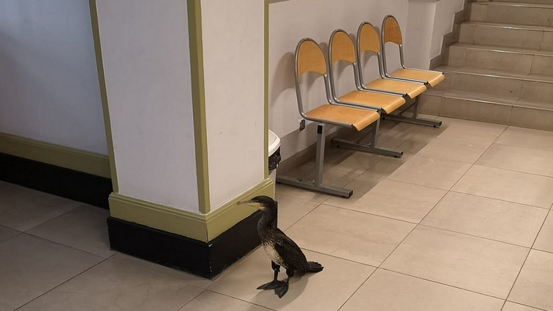 Pacjenci przecierali oczy ze zdumienia - w pewnym momencie do poczekalni w budynku Gdańskiego Uniwersytetu Medycznego wszedł kormoran. Okazało się, że ptak ma uszkodzone skrzydło.
