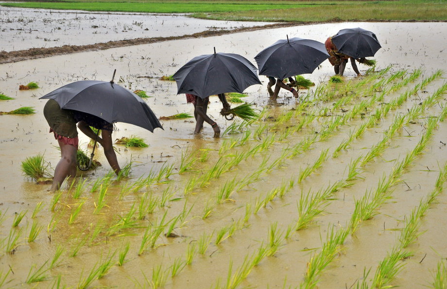 Laborers plant saplings in a paddy field on the outskirts of the eastern Indian city of Bhubaneswar July 19, 2014. With this year's monsoon rains several weeks late, the world's second-largest sugar and rice producer is on the verge of widespread drought