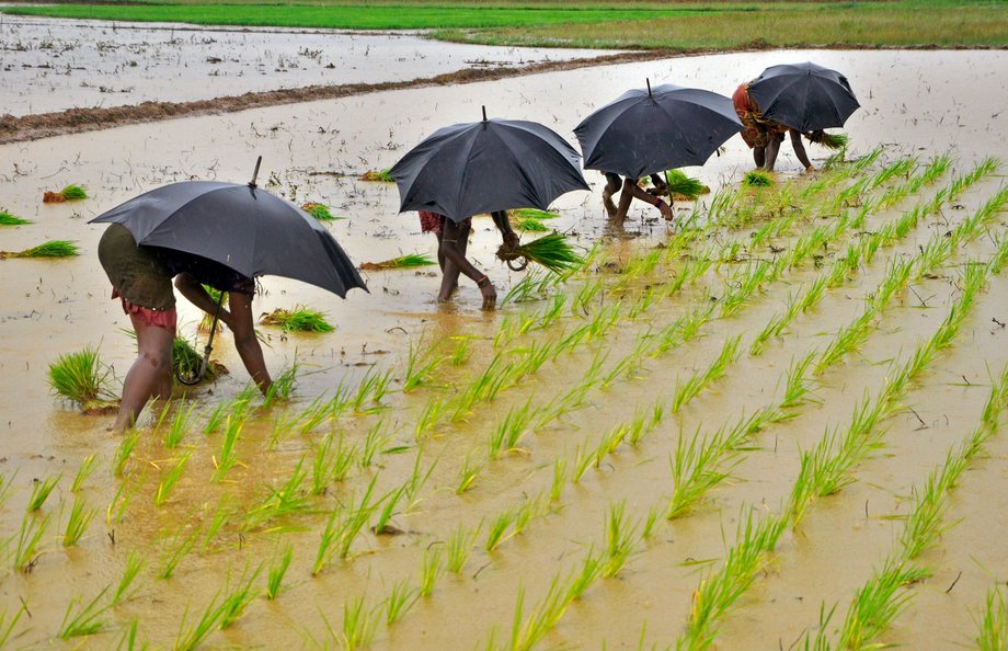 Laborers plant saplings in a paddy field on the outskirts of the eastern Indian city of Bhubaneswar July 19, 2014. With this year's monsoon rains several weeks late, the world's second-largest sugar and rice producer is on the verge of widespread drought