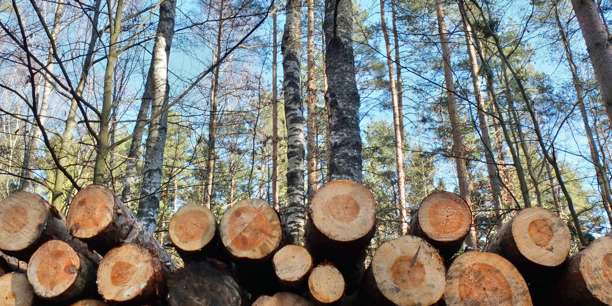 Ceny drewna są wyjątkowo wysokie.