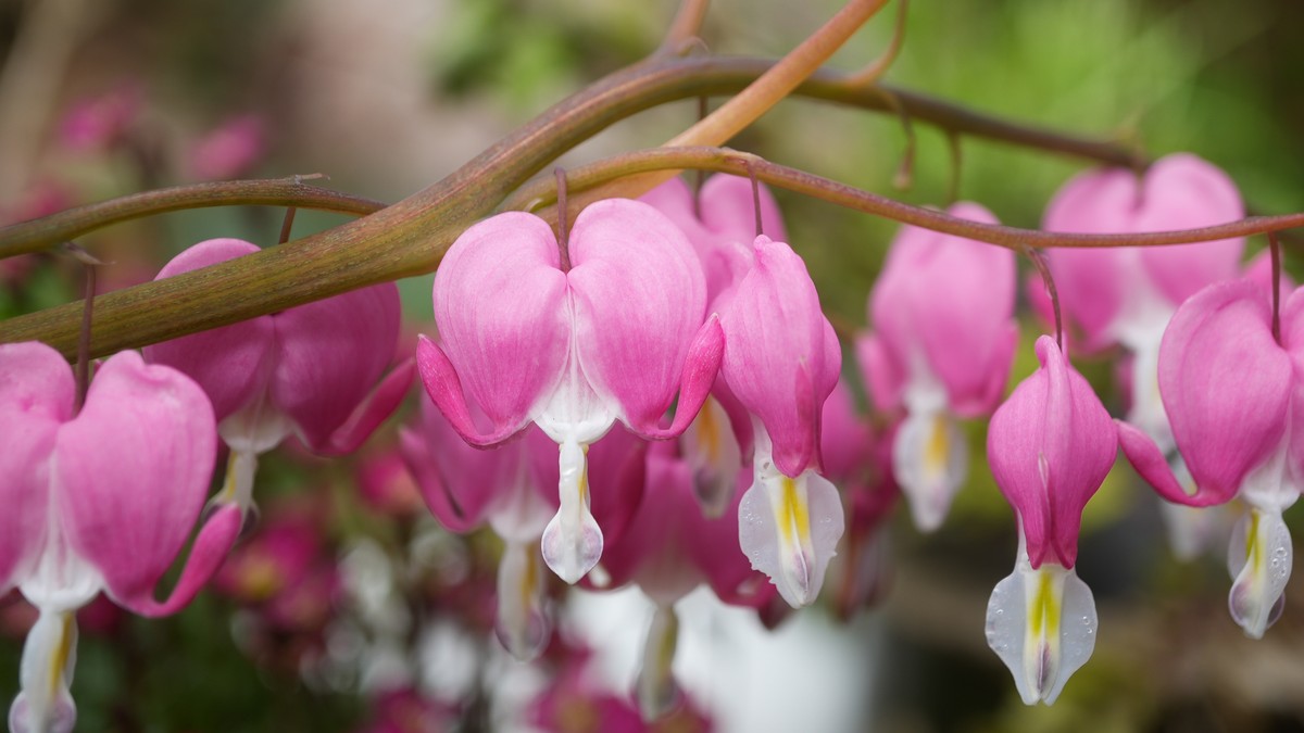 Dicentra