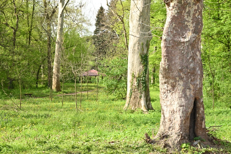 Počinilac pobegao u pravcu šume