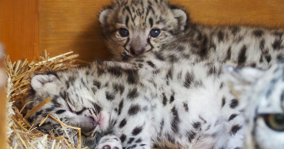Trzy młode irbisy śnieżne rosną w warszawskim zoo. Na wybieg wyjdą za miesiąc