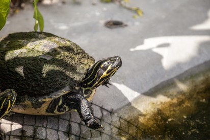 Fel akarta vidítani kishúgát a nógrádi fiú, a furcsa játéknak kórház lett a vége