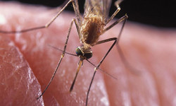 Co zrobić, kiedy uczula nas ślina komara?