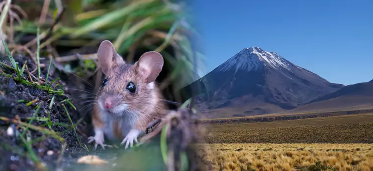 Myszy mogłyby żyć na Marsie, twierdzą naukowcy. Mają dowód