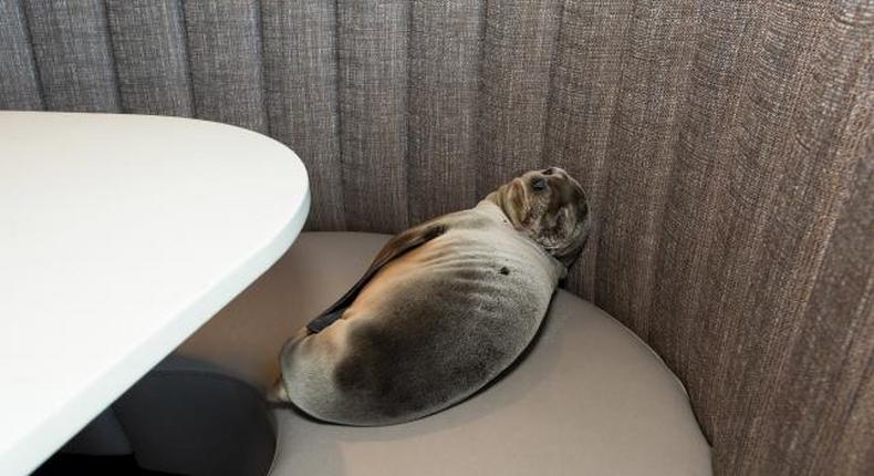 Sea lion takes a booth at San Diego restaurant on the beach