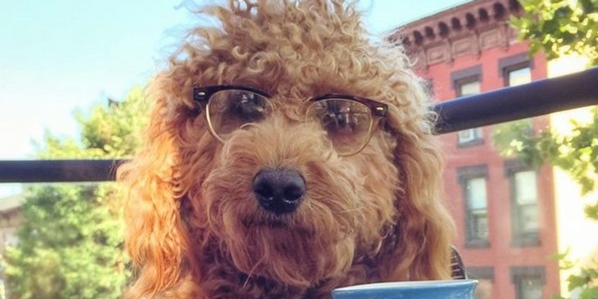 samson the dood pies hipster