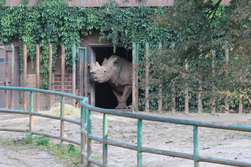 Spalili róg nosorożaca Kiwu w poznańskim zoo