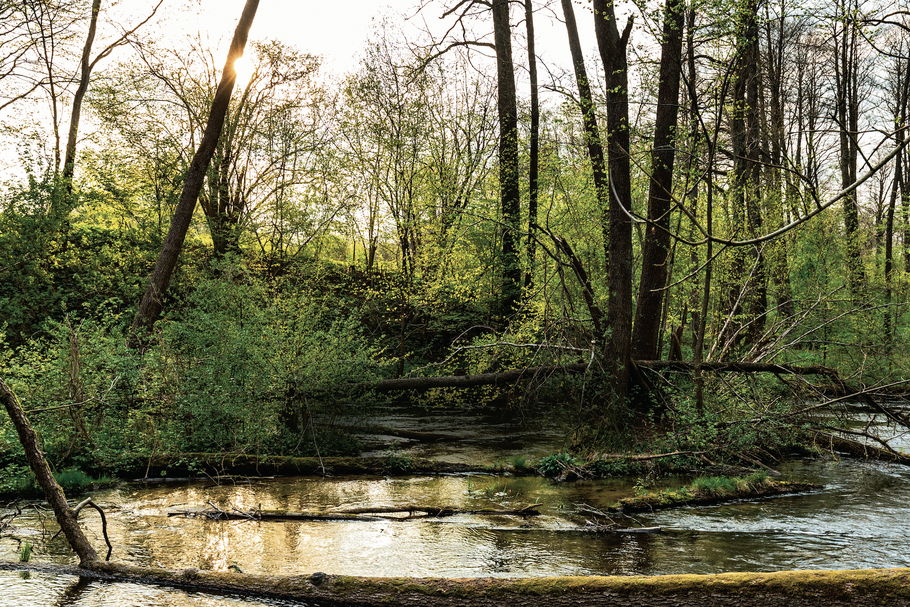 Park Krajobrazowy Wzgórz Dylewskich oferuje m.in. wycieczkę dwukilometrowym szlakiem przez las, wśród oczek wodnych i mokradeł.