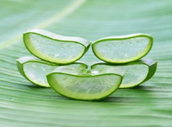 Odkryj moc aloesu. Zapobiega chorobom, dba o urodę