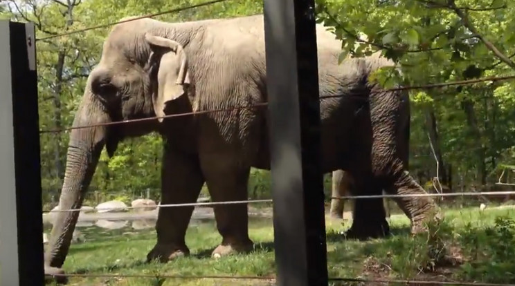 Maxine 45 éven át volt a Bronx Zoo lakója  / Fotó: YouTube