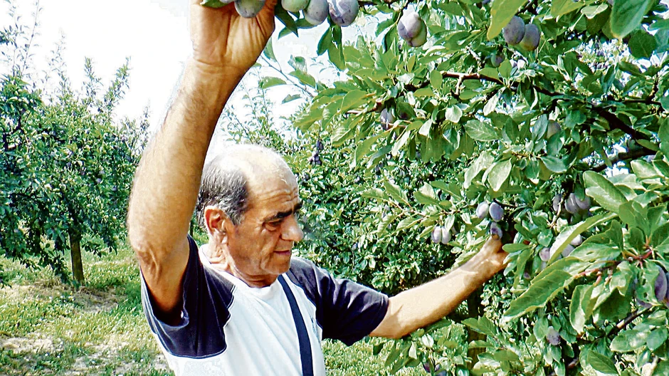 Milutin Rakić gaji šljivu na devet hektara