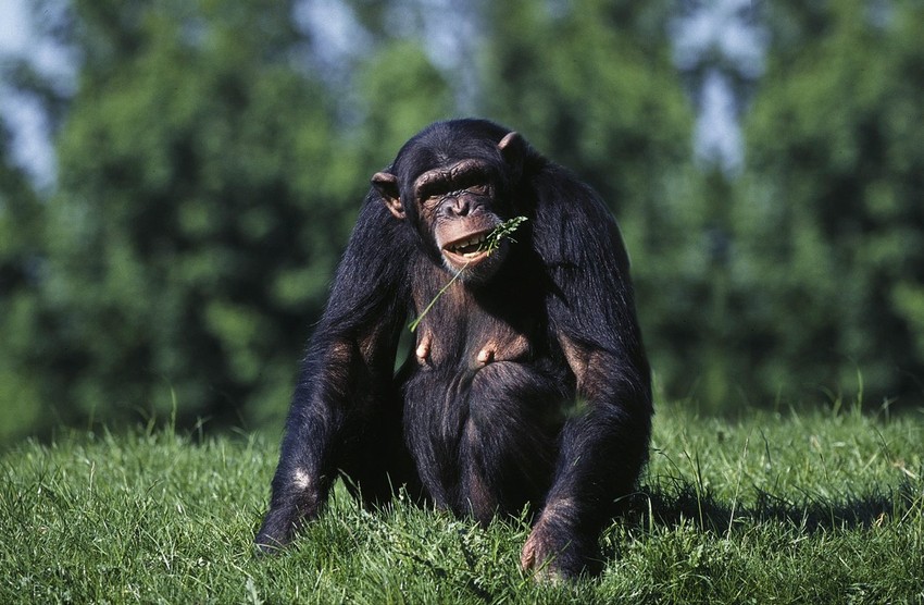Šimpanza
